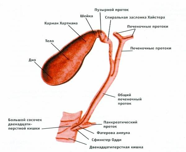 Новости про - Желчная колика, неотложная помощь, лечение и как быстро снять боль при приступе