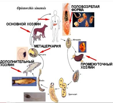 Новости про - Как быстро избавиться от описторхоза, его признаки и профилактика